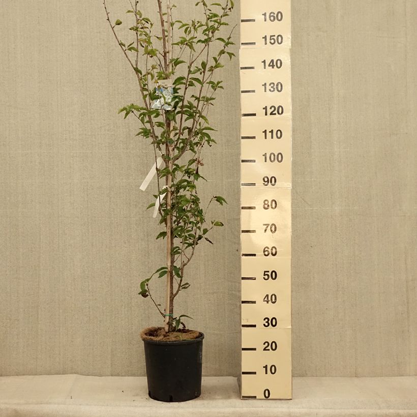 Exemplar von Zierkirsche Umineko - Prunus Topf mit 12L/15L wie im Herbst geliefert