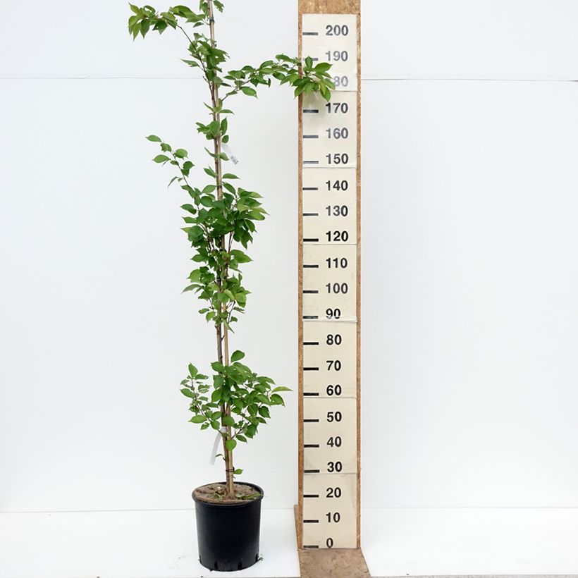 Exemplar von Yoshino-Kirsche - Prunus yedoensis Topf mit 12L/15L wie im Frühjahr geliefert