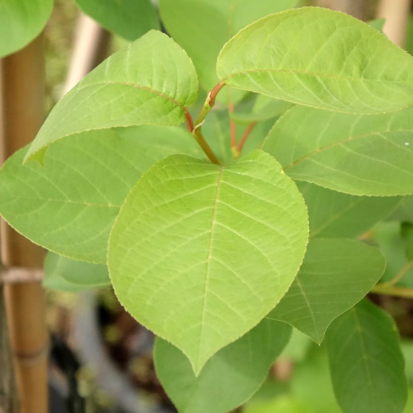 Virginische Traubenkirsche Canada Red - Prunus virginiana (Laub)
