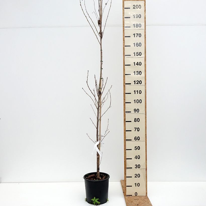 Exemplar von Zierkirsche Sunset Boulevard - Prunus serrulata Topf mit 12L/15L wie im Herbst geliefert