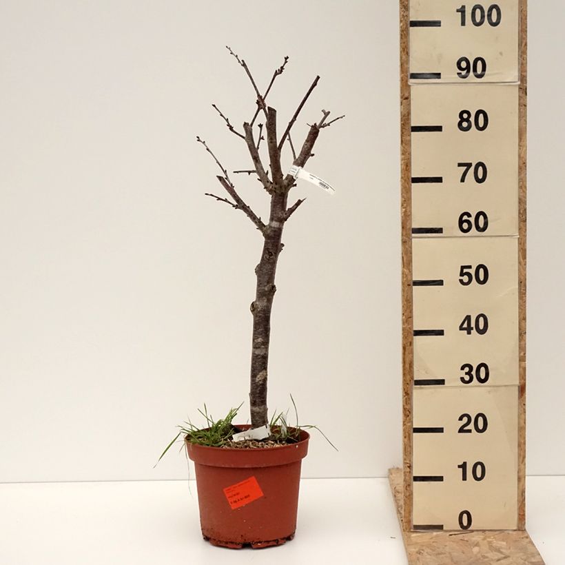Exemplar von Cerisier Allegria Delbard - Prunus cerasus  Pot de 7,5L/10L, Gobelet wie im Winter geliefert