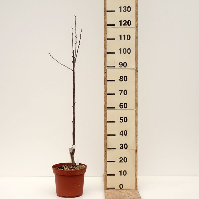 Exemplar von Cerisier Anglaise Hâtive - Prunus cerasus Pot de 7,5L/10L, Scion wie im Winter geliefert