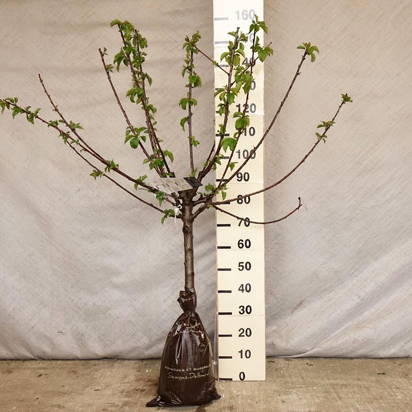 Exemplar von Süßkirsche Bigalise 'enjidel' - Prunus avium Plug "Fertig-zum-Pflanzen", Gobelet-Form wie im Frühjahr geliefert