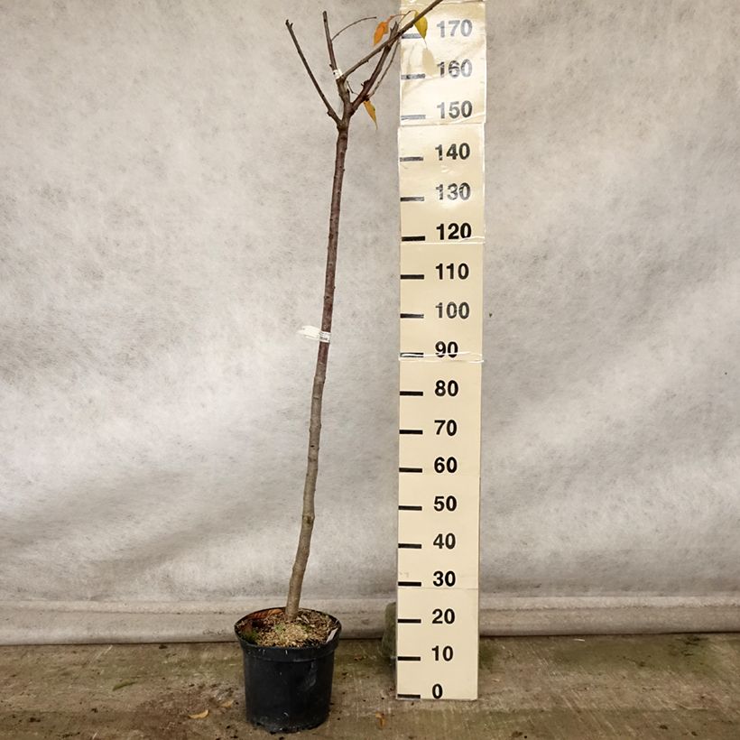 Exemplar von Cerisier bigarreau Bigalise - Georges Delbard Pot de 7,5L/10L, Demi-Tige wie im Herbst geliefert