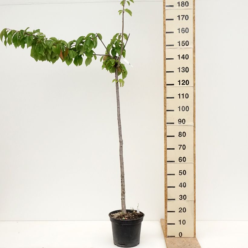Exemplar von Süßkirsche Bigalise 'enjidel' - Prunus avium Topf mit 7,5L/10L, Halbstamm wie im Frühjahr geliefert