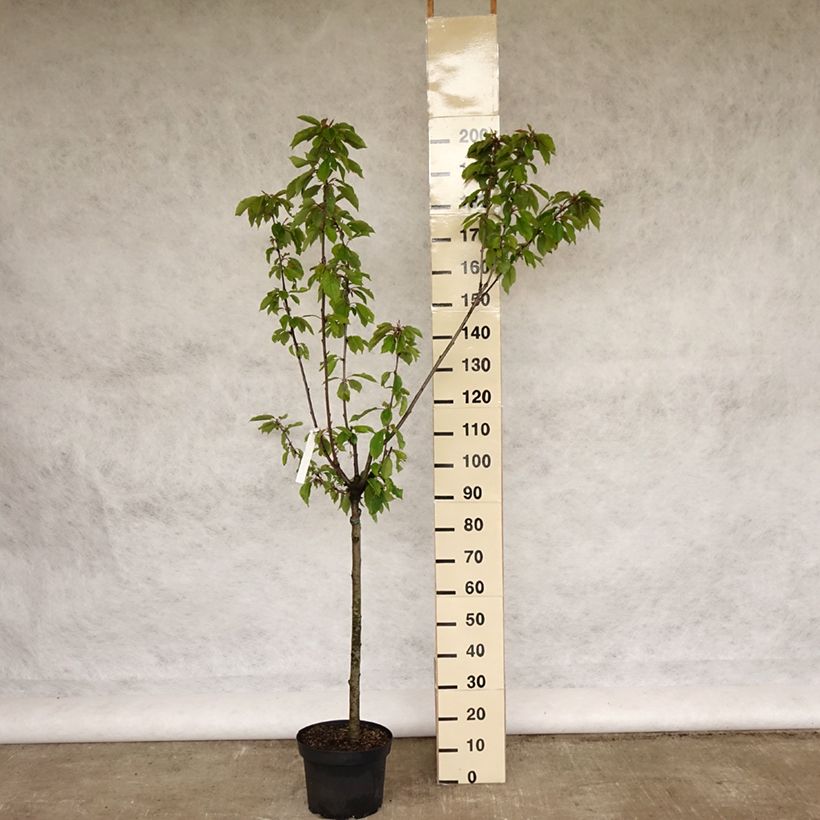 Example of Süßkirsche Burlat - Prunus avium Topf mit 7,5L/10L, Gobelet-Form as you get in printemps