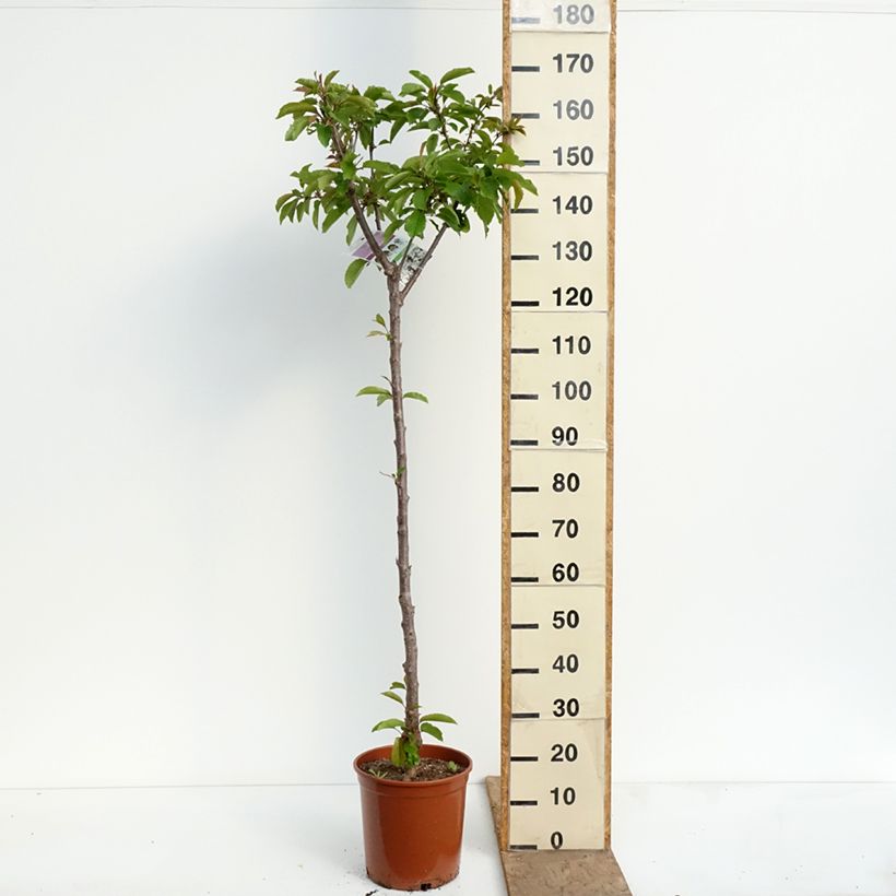 Exemplar von Süßkirsche Burlat - Prunus avium Topf mit 7,5L/10L, Halbstamm wie im Frühjahr geliefert