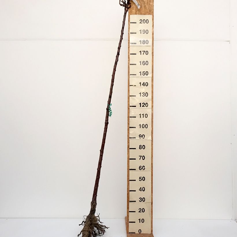 Example of Süßkirsche Burlat - Prunus avium Wurzelnackt, Hochstamm as you get in hiver