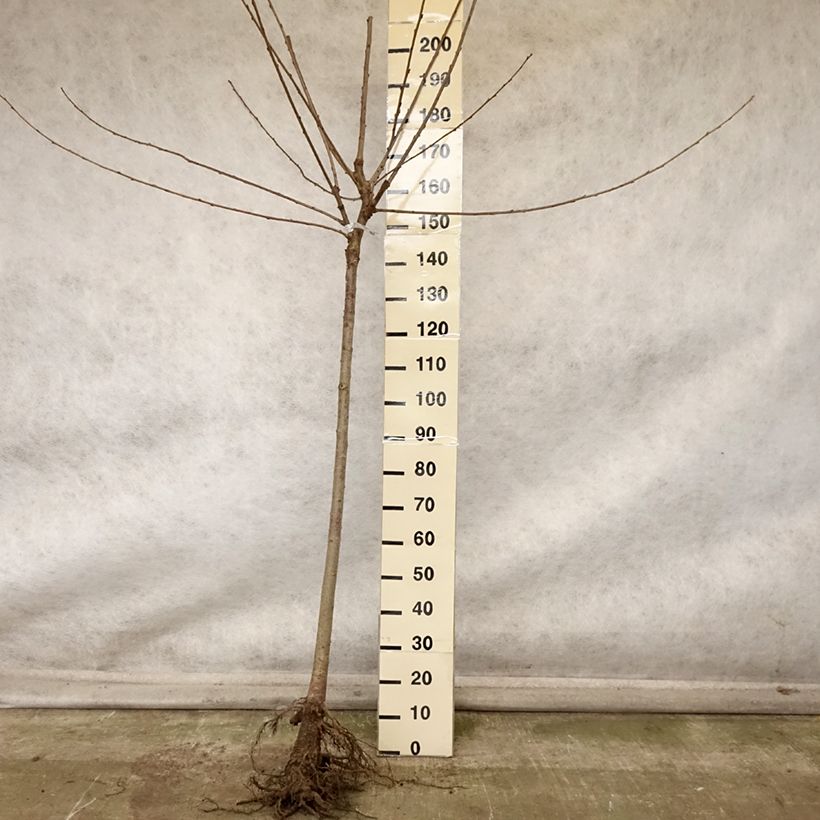 Exemplar von Süßkirsche Saint Jean 'Gardel' - Prunus avium Wurzelnackt, Halbstamm wie im Herbst geliefert