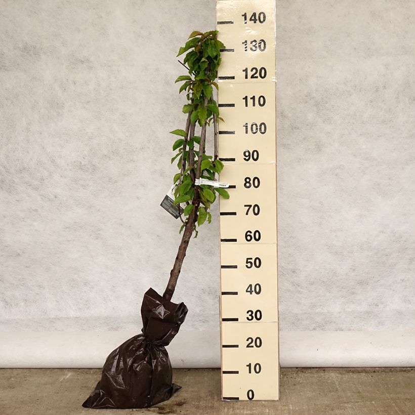 Example of Süßkirsche Délice de Malicorne ‘Agoudel’ - Prunus avium Plug "Fertig-zum-Pflanzen", Gobelet-Form as you get in printemps