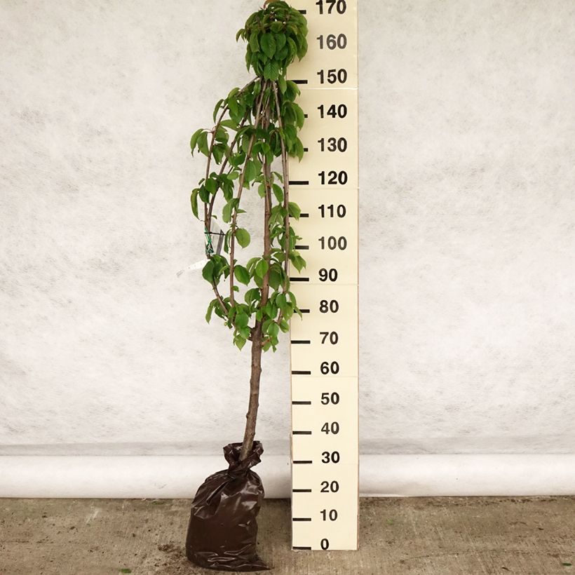 Exemplar von Süßkirsche hâtif Delbard 'Rivedel' - Prunus avium Plug "Fertig-zum-Pflanzen", Gobelet-Form wie im Frühjahr geliefert