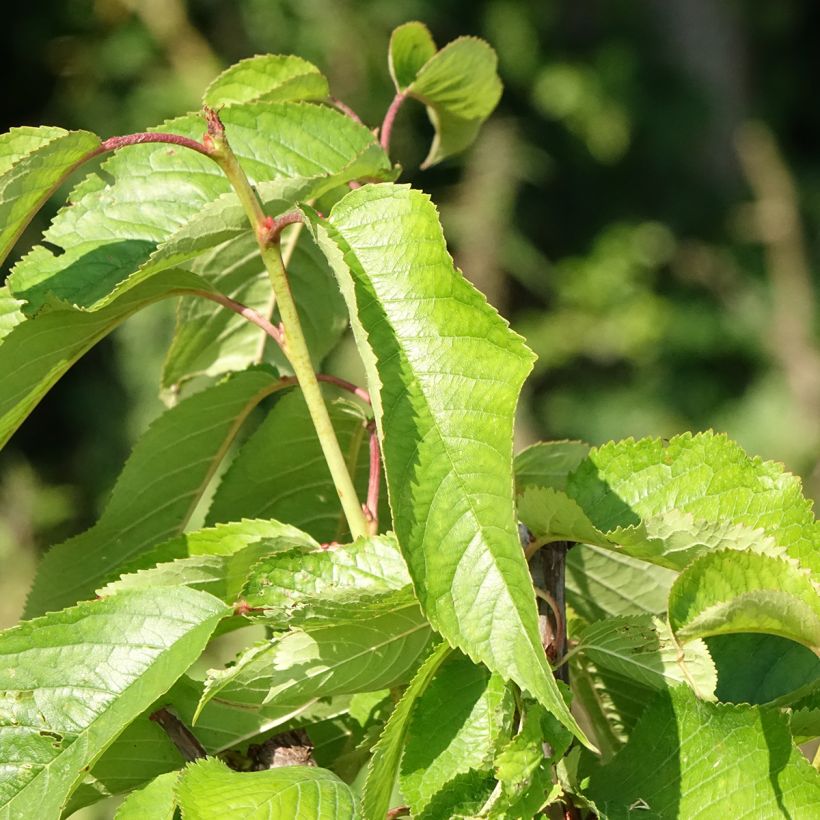 Süßkirsche hâtif Delbard 'Rivedel' - Prunus avium (Laub)