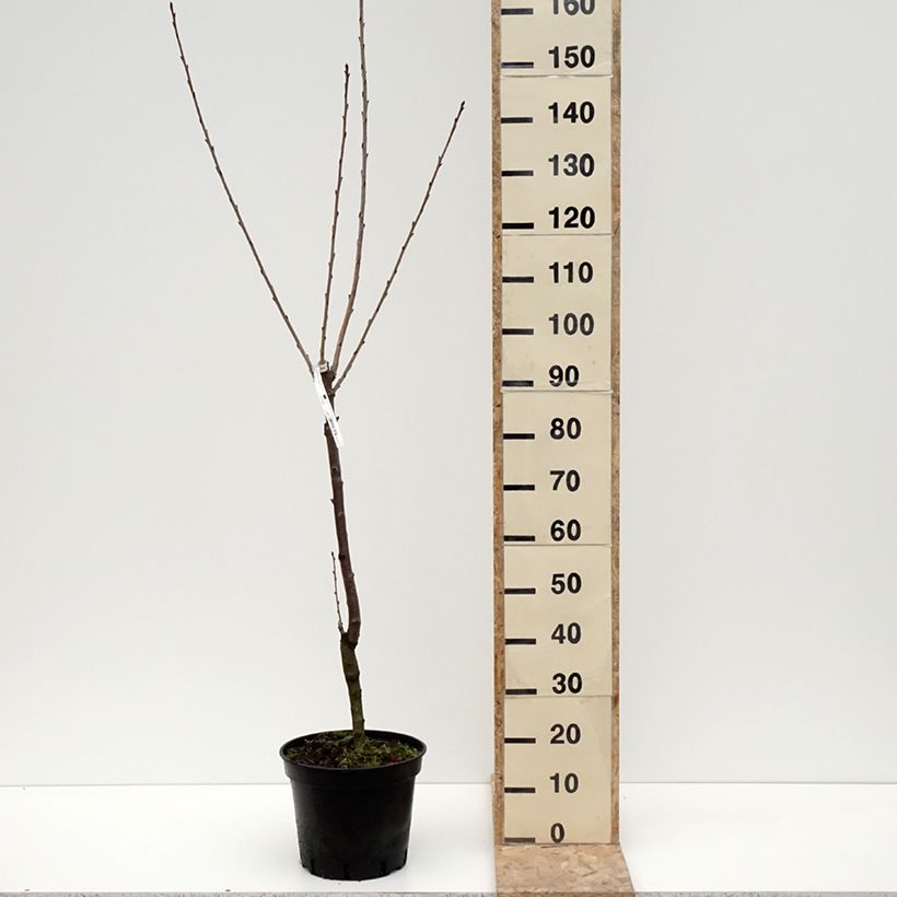 Exemplar von Cerisier Bigarreau Hedelfingen Pot de 7,5L/10L, Gobelet wie im Winter geliefert