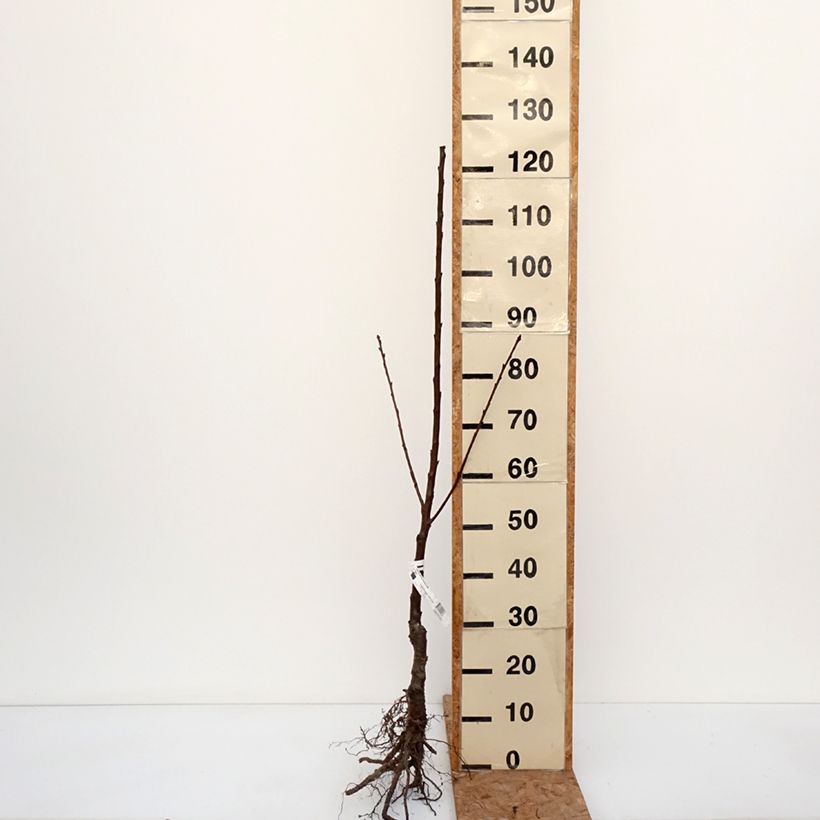 Exemplar von Süßkirsche Jaune de Missens Bio - Prunus avium Wurzelnackt, Heister wie im Winter geliefert