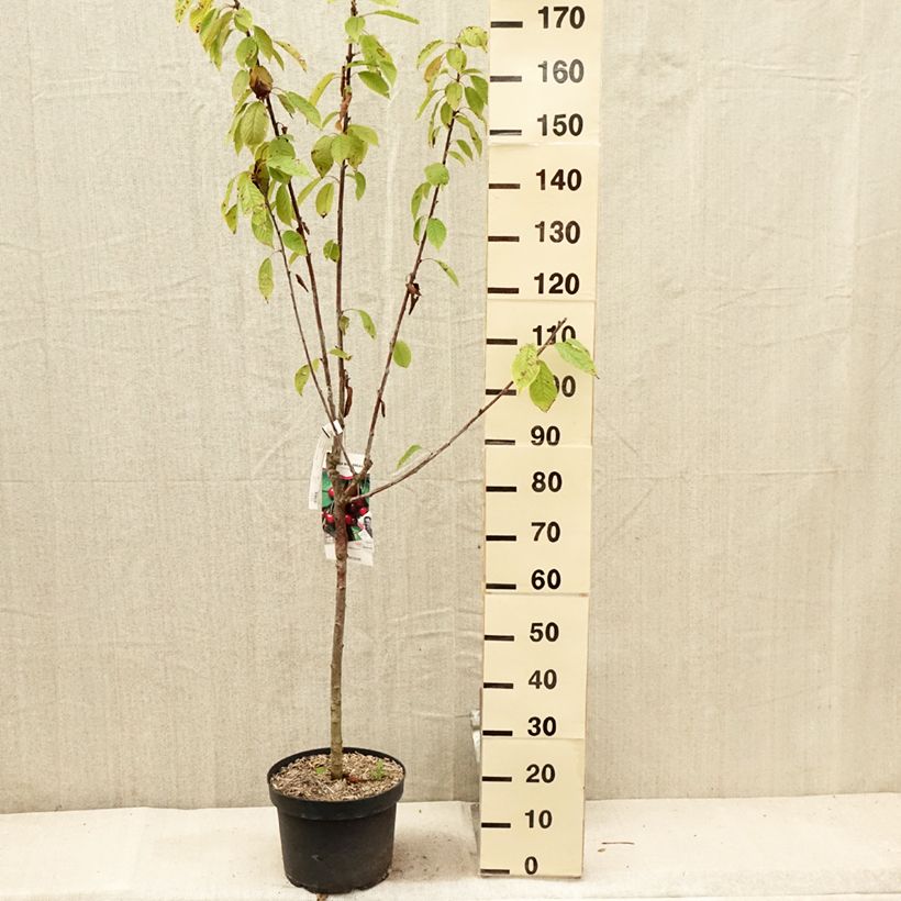 Exemplar von Süßkirsche Marmotte - Prunus avium Topf mit 7,5L/10L, Gobelet-Form wie im Sommer geliefert