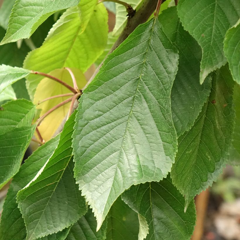 Süßkirsche Moreau - Prunus avium (Foliage)
