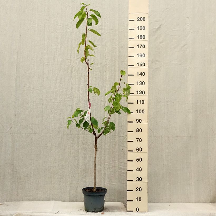 Exemplar von Süßkirsche Napoléon - Prunus avium Topf mit 7,5L/10L, Gobelet-Form wie im Sommer geliefert