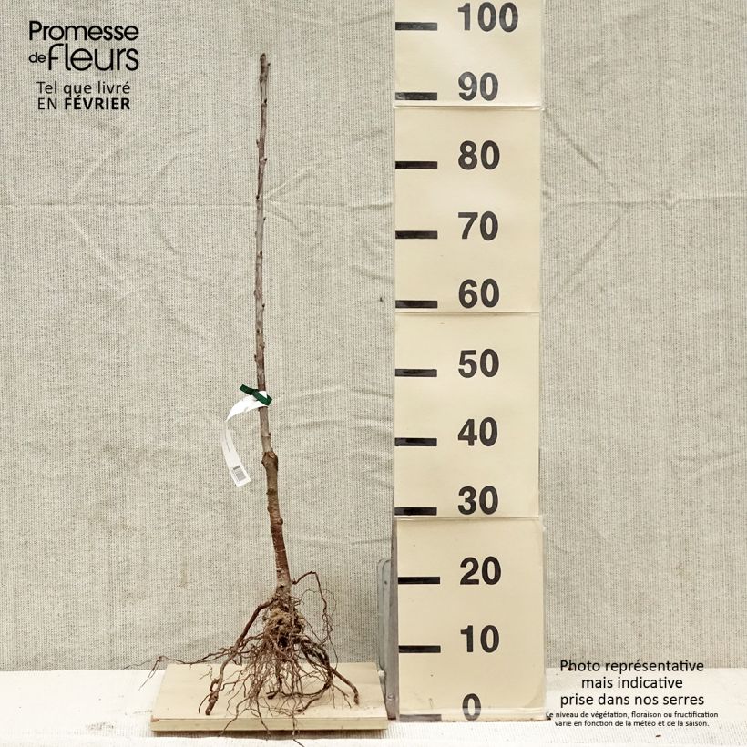 Exemplar von Süßkirsche 'Schwarze Meched' Bio - wurzelnackt wie im Winter geliefert