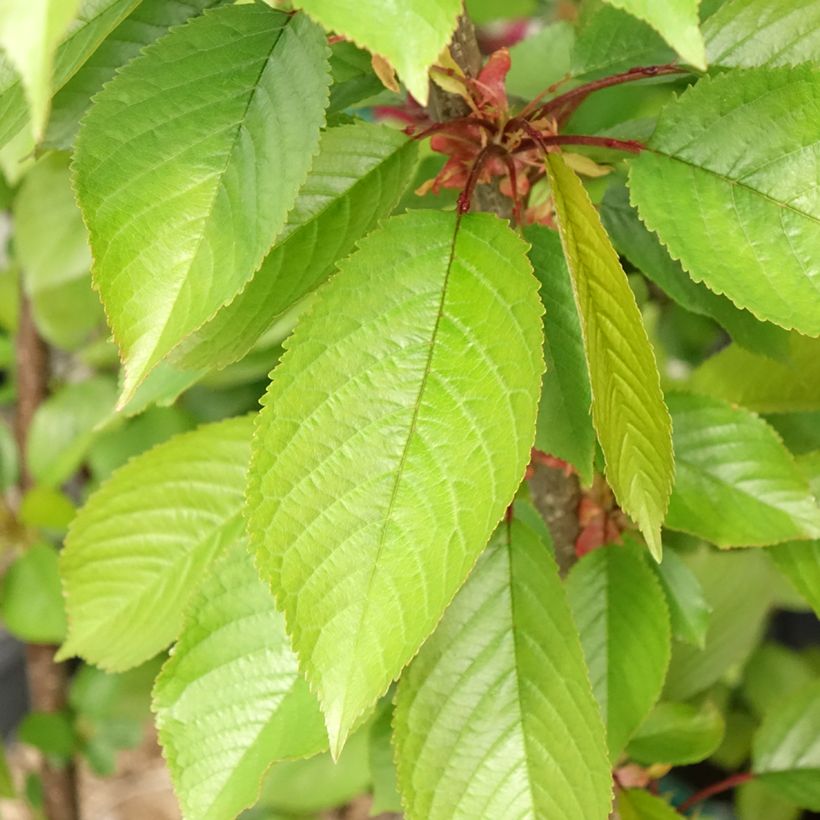 Süßkirsche Reverchon - Prunus avium (Laub)