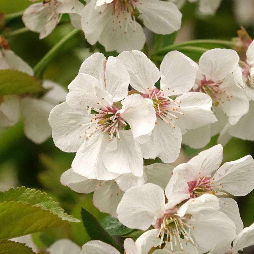 Süßkirsche Reverchon - Prunus avium (Blüte)