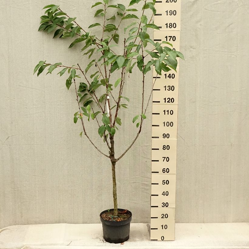 Exemplar von Süßkirsche Summit - Prunus avium Topf mit 7,5L/10L, Gobelet-Form wie im Sommer geliefert