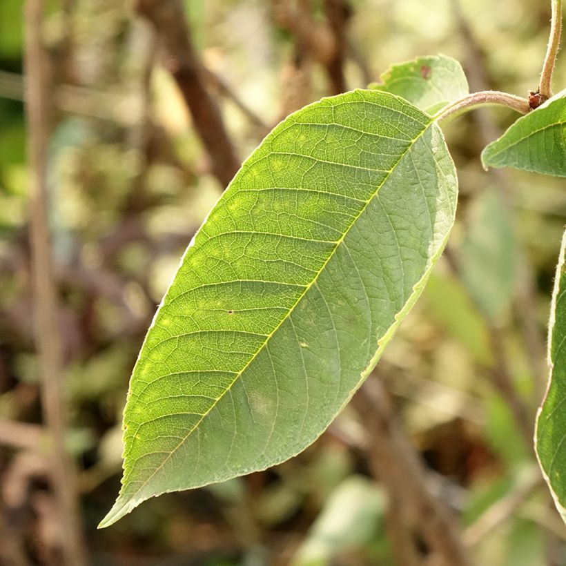 Süßkirsche Summit - Prunus avium (Foliage)