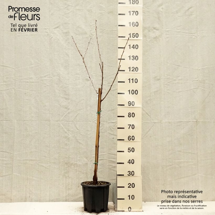 Exemplar von Süßkirsche Sweetheart - Prunus avium Topf mit 7,5L/10L, Gobelet-Form wie im Winter geliefert