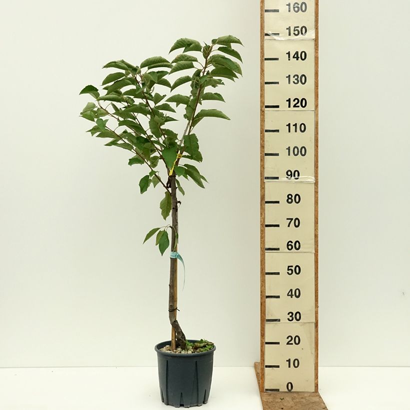 Exemplar von Süßkirsche Sweetheart - Prunus avium Topf mit 7,5L/10L, Gobelet-Form wie im Sommer geliefert