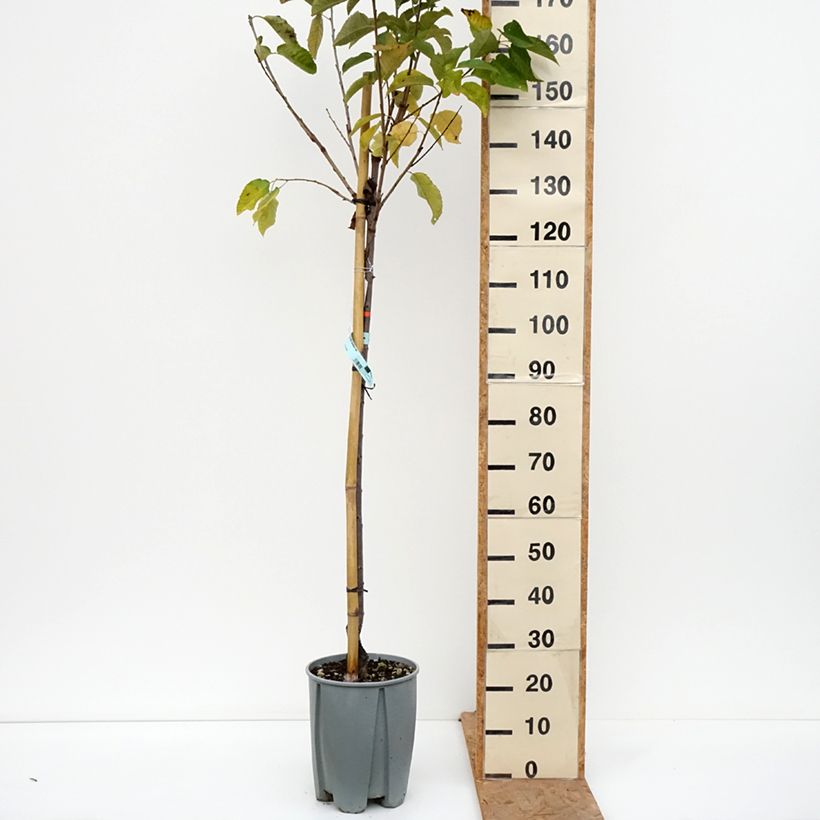 Exemplar von Süßkirsche Van - Prunus avium Topf mit 7,5L/10L, Halbstamm wie im Herbst geliefert