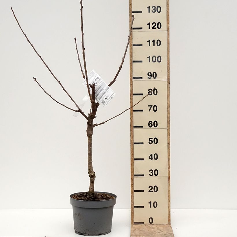 Exemplar von Sauerkirsche Belle Magnifique - Prunus cerasus Topf mit 7,5L/10L, Gobelet-Form wie im Winter geliefert