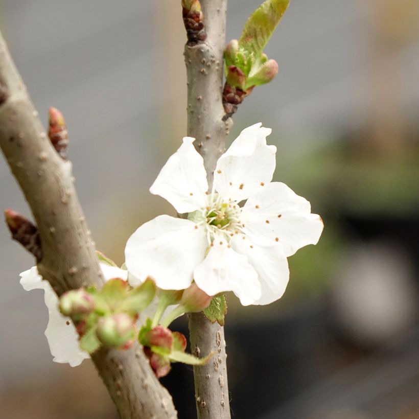 Süßkirsche Sylvia - Prunus avium (Flowering)