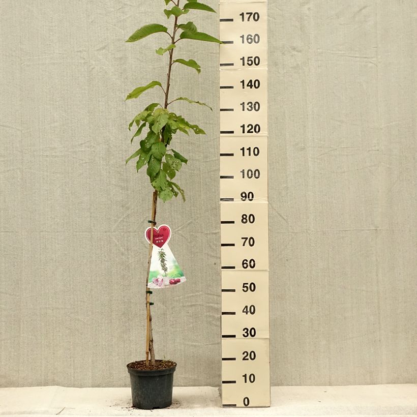 Exemplar von Süßkirsche Sylvia - Prunus avium Topf mit 4L/5L, Säulenförmig wie im Sommer geliefert