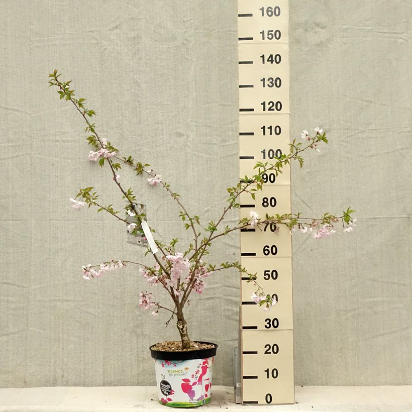 Example of Zierkirsche Accolade - Prunus Topf mit 7,5L/10L as you get in printemps