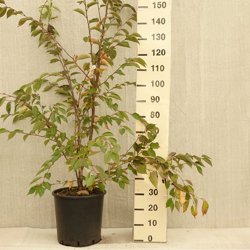 Exemplar von Zierkirsche Accolade - Prunus Topf mit 18L/20L, Halbstamm wie im Herbst geliefert