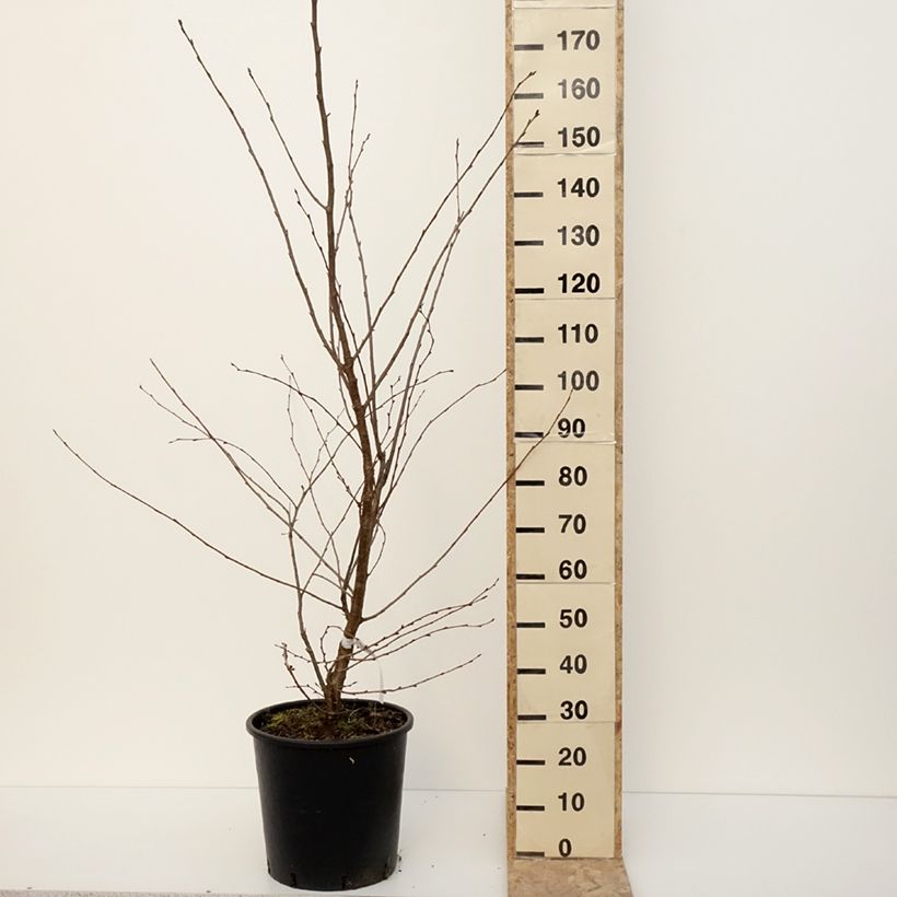Example of Zierkirsche Accolade - Prunus Topf mit 18L/20L, Halbstamm as you get in hiver