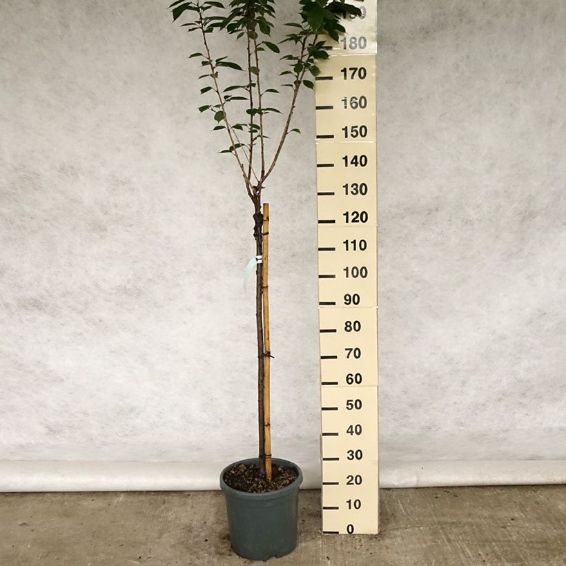Example of Zierkirsche Kanzan - Prunus serrulata Topf mit 7,5L/10L as you get in printemps