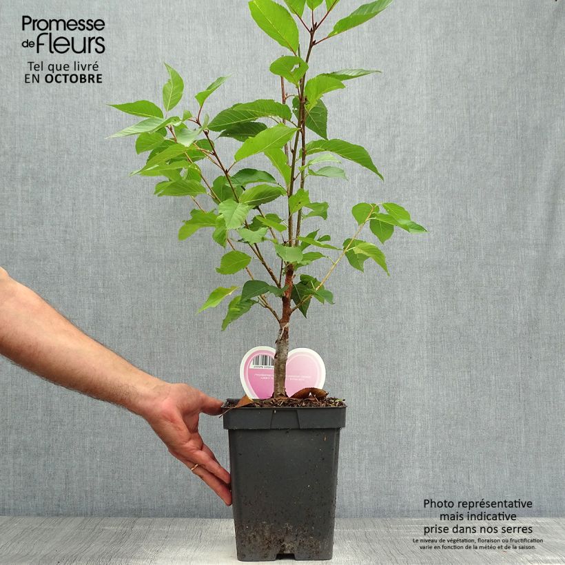 Exemplar von Zierkirsche Kanzan - Prunus serrulata Topf mit 4L/5L, Strauch wie im Herbst geliefert