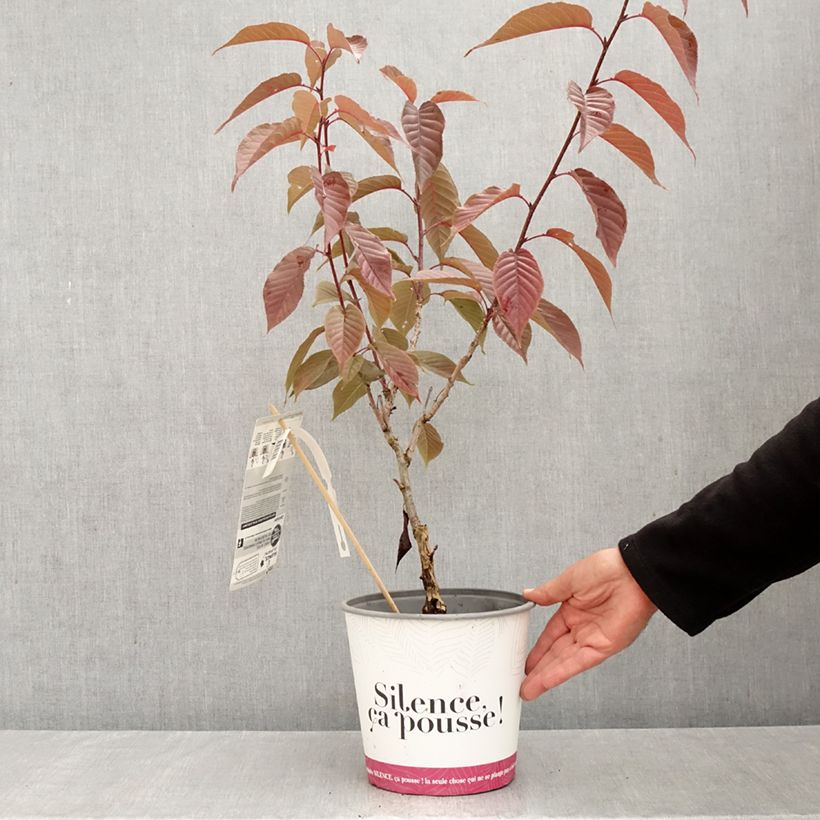 Exemplar von Zierkirsche Royal Burgundy - Prunus serrulata Topf mit 4L/5L wie im Herbst geliefert