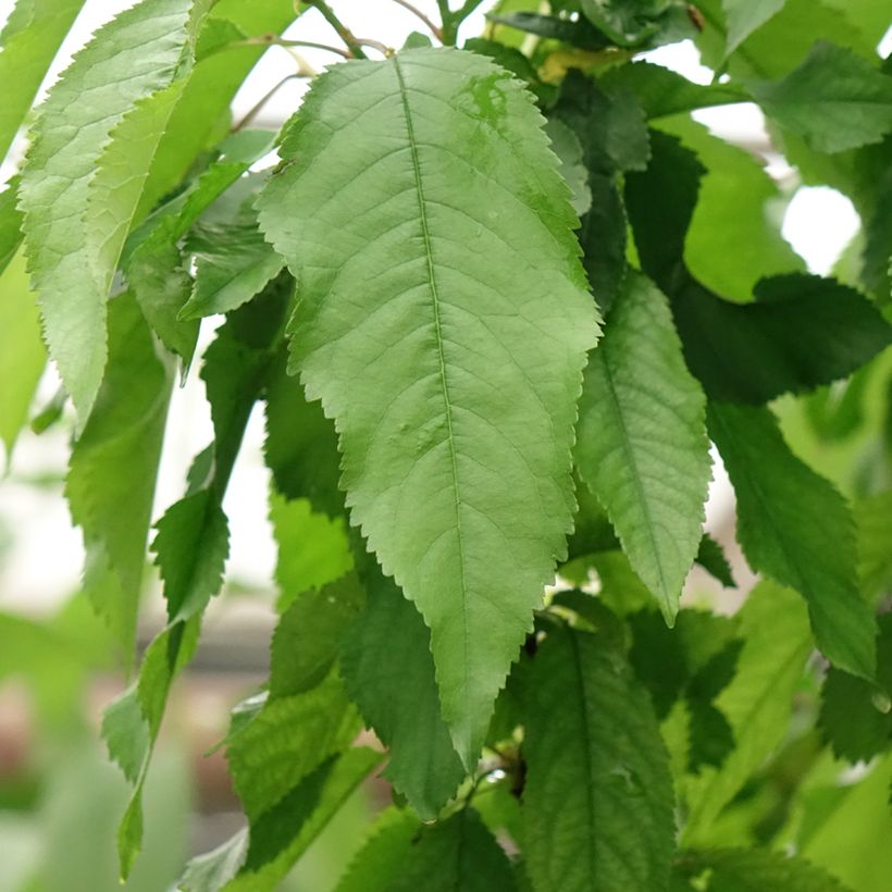 Cerisier Duo Bigarreau Burlat et Napoléon (Foliage)