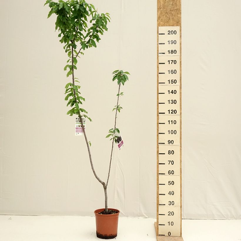 Example of Cerisier Duo Bigarreau Burlat et Napoléon Topf mit 7,5L/10L as you get in printemps