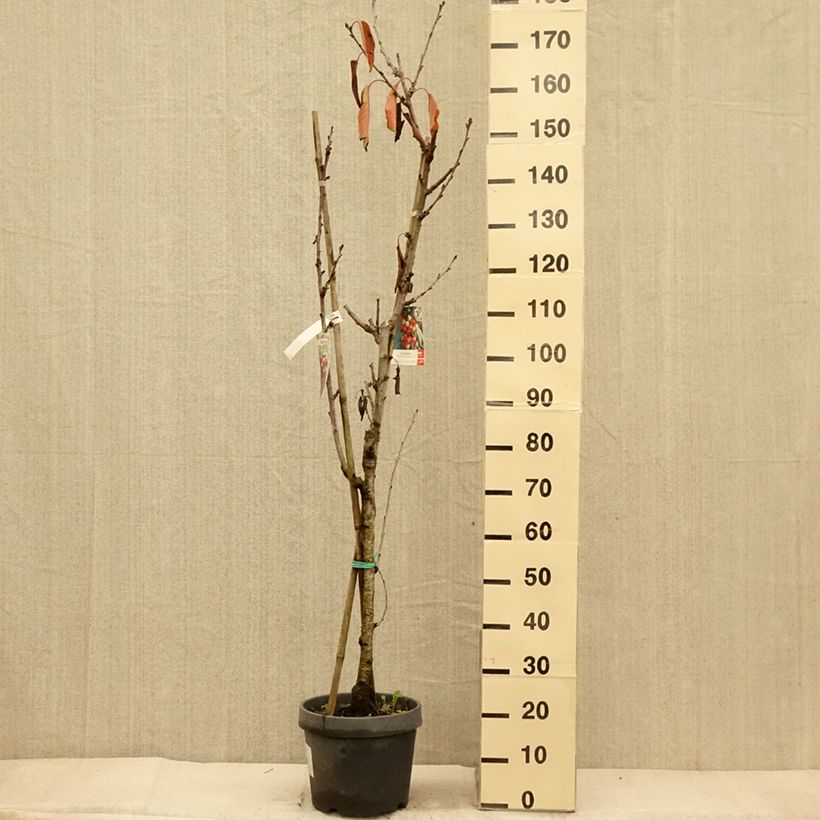 Exemplar von Sauerkirsche Bigarreau Hedelfingen - Prunus cerasus Topf mit 7,5L/10L wie im Herbst geliefert