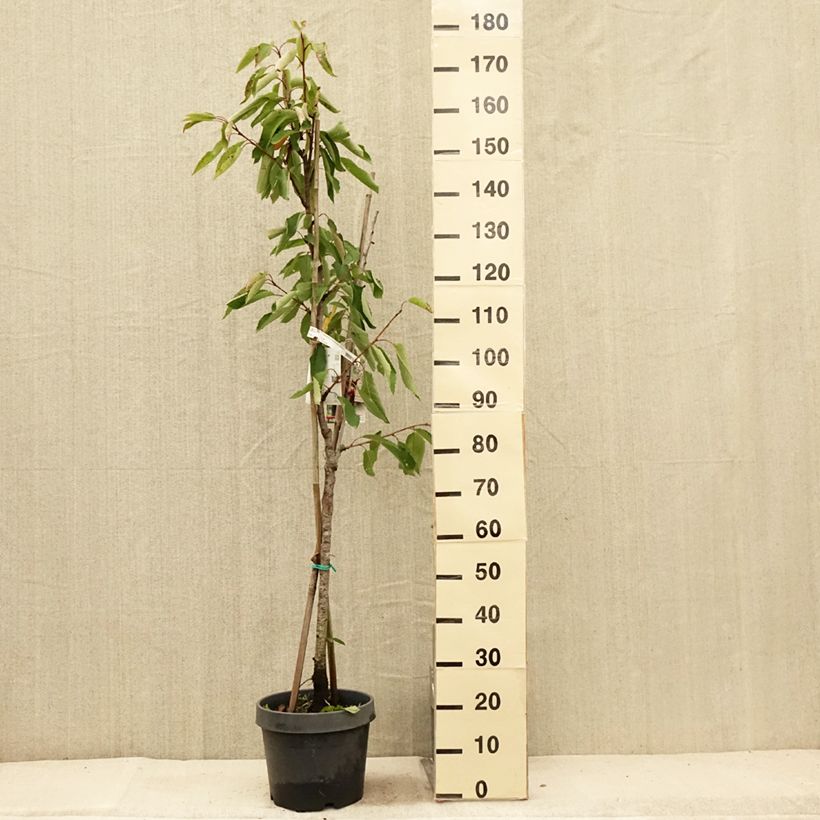 Exemplar von Sauerkirsche Bigarreau Hedelfingen - Prunus cerasus Topf mit 7,5L/10L wie im Sommer geliefert