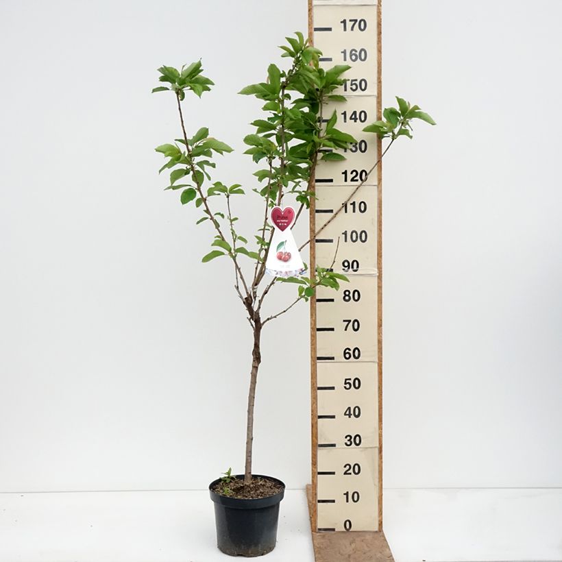 Exemplar von Sauerkirsche Bigarreau Hedelfingen - Prunus cerasus Topf mit 7,5L/10L wie im Frühjahr geliefert