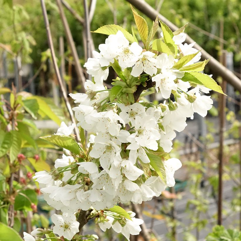 Sauerkirsche Early Rivers - Prunus cerasus (Blüte)