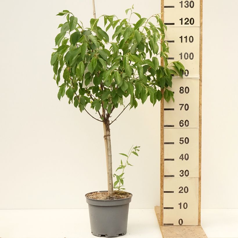 Exemplar von Sauerkirsche Griottier Griotte de Montmorency - Prunus cerasus Topf mit 7,5L/10L, Gobelet-Form wie im Frühjahr geliefert