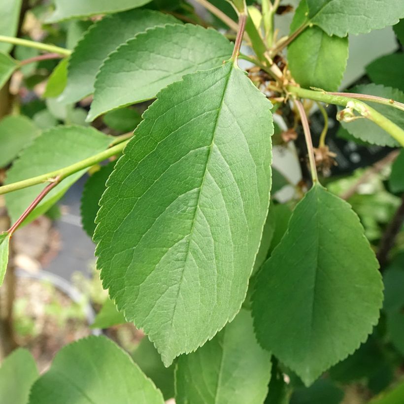 Sauerkirsche Griottier Griotte de Montmorency - Prunus cerasus (Laub)