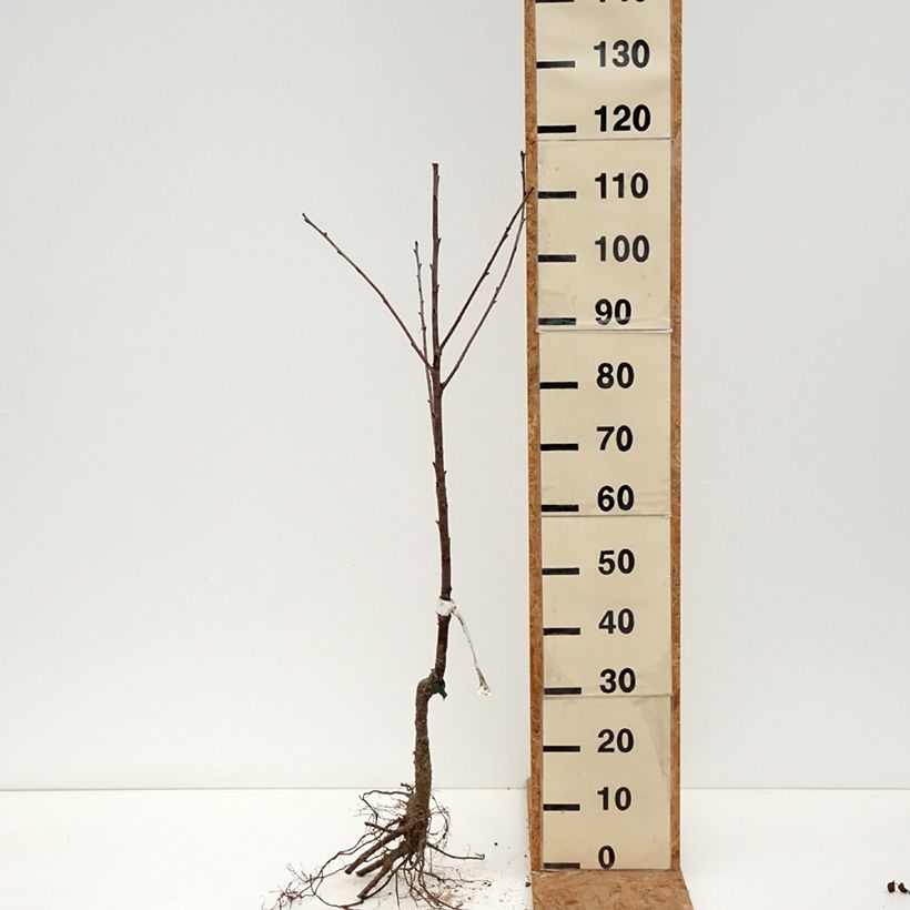 Exemplar von Sauerkirschbaum Guindoux aus Charentes Bio Wurzelnackt wie im Winter geliefert