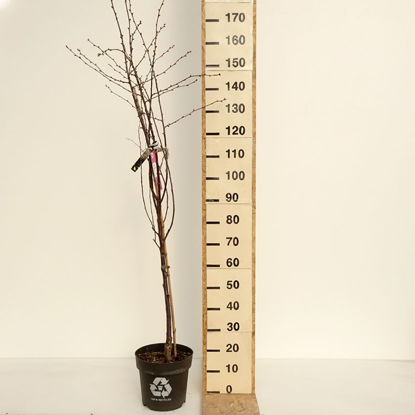 Exemplar von Sauerkirsche Kelleriis16 Bio - Prunus cerasus Topf mit 4L/5L, 1/4 Stängel wie im Frühjahr geliefert
