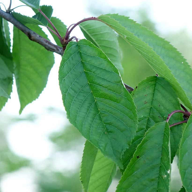 Süßkirsche Kordia - Prunus avium (Laub)