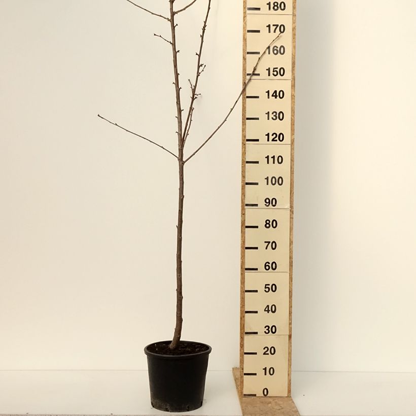 Exemplar von Süßkirsche Kordia - Prunus avium Topf mit 20L/25L, Halbstamm wie im Winter geliefert